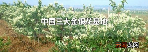 中国三大金银花基地
