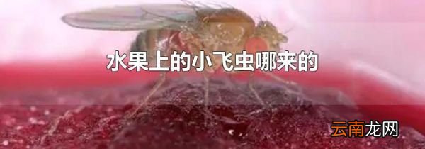 水果上的小飞虫哪来的