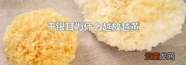 干银耳为什么越放越黄