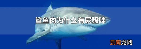 鲨鱼肉为什么有尿骚味