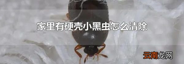 家里有硬壳小黑虫怎么清除