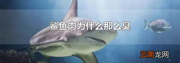 鲨鱼肉为什么那么臭