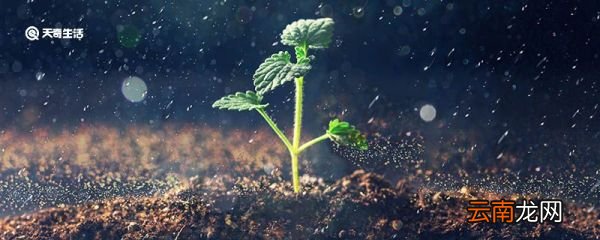 植物传播种子的方法有哪些呢 动物怎样帮助植物传播种子