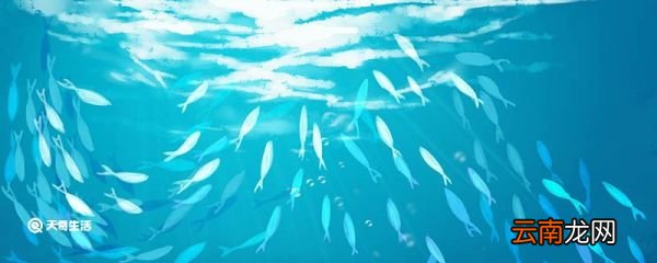 为什么鲤鱼的皮也可制革 鲤鱼的皮为什么可制革