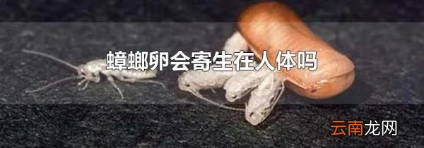 蟑螂卵会寄生在人体吗