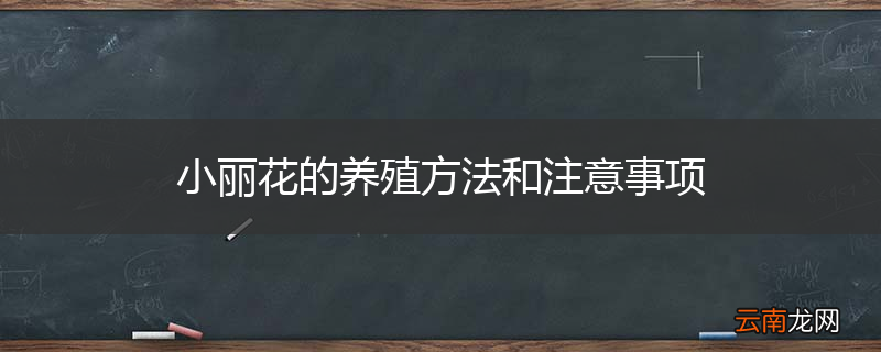 小丽花的养殖方法和注意事项