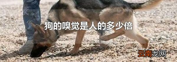 狗的嗅觉是人的多少倍