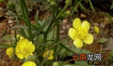 猫爪草的功效与作用