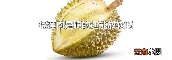 榴莲肉是硬的还能放软吗