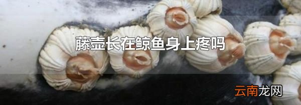 藤壶长在鲸鱼身上疼吗