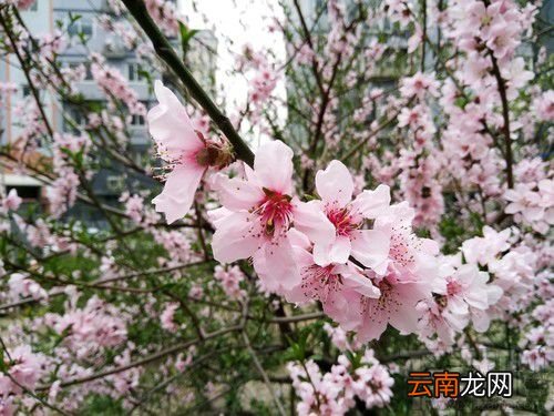 努比亚Z17mini拍照怎么样？努比亚Z17mini拍照性能介绍