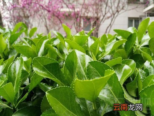 努比亚Z17mini拍照怎么样？努比亚Z17mini拍照性能介绍