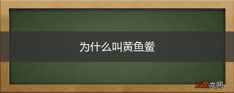 为什么叫黄鱼鲞