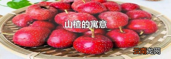 山楂的寓意
