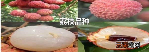 荔枝品种