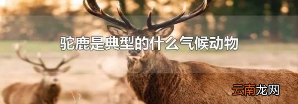 驼鹿是典型的什么气候动物