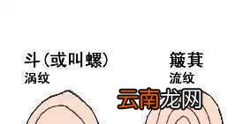 你手上有多少个螺，决定你的性格！