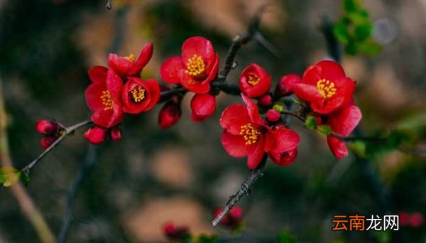 海棠花花语 海棠花的花语是什么