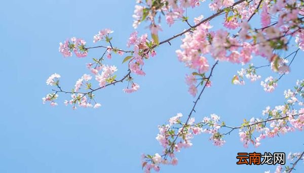 海棠花花语 海棠花的花语是什么