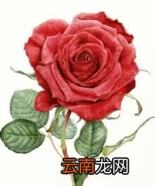 几朵玫瑰表示的含义