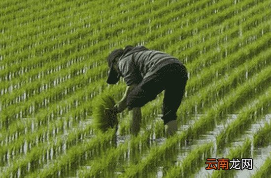 古代对谷雨的雅称是什么 谷雨时日常生活要注意什么
