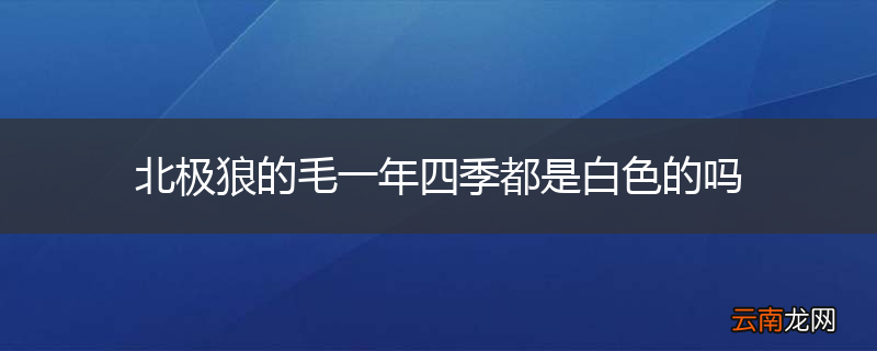 北极狼的毛一年四季都是白色的吗