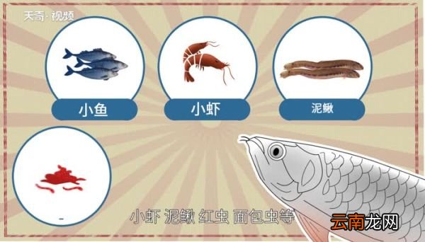银龙鱼吃什么 银龙鱼吃什么东西