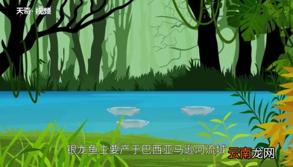 银龙鱼吃什么 银龙鱼吃什么东西