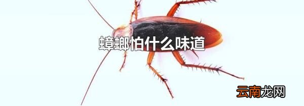 蟑螂怕什么味道