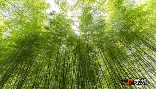 咬定青山不放松立根原在破岩中修辞手法 咬定青山不放松立根原在破岩中的修辞手法