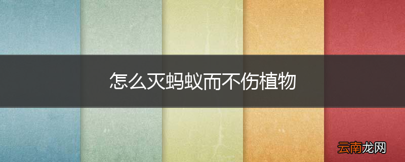 怎么灭蚂蚁而不伤植物