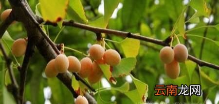 银杏果摘下来怎么处理