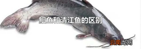 鮰鱼和清江鱼的区别