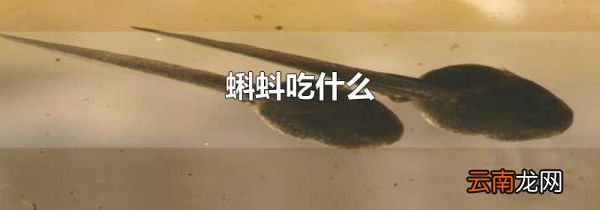 蝌蚪吃什么