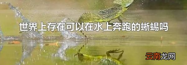 世界上存在可以在水上奔跑的蜥蜴吗