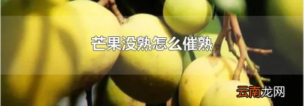 芒果没熟怎么催熟