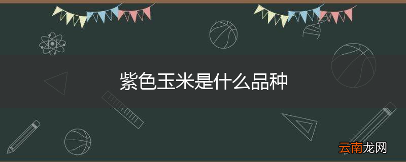 紫色玉米是什么品种