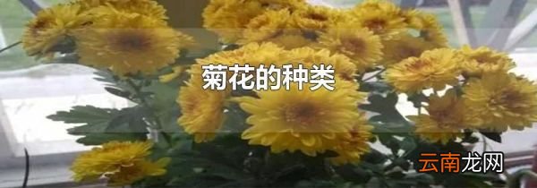 菊花的种类
