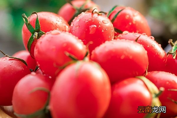 小番茄的功效与作用 小番茄的禁忌
