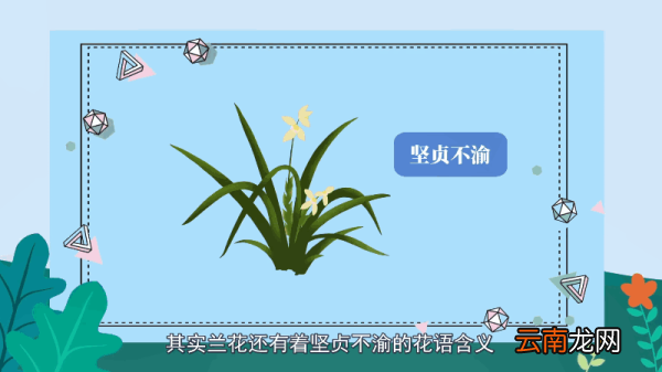 兰花花语 兰花花语是什么