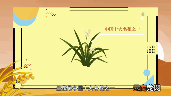兰花花语 兰花花语是什么