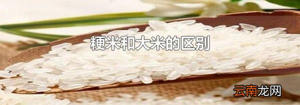 粳米和大米的区别
