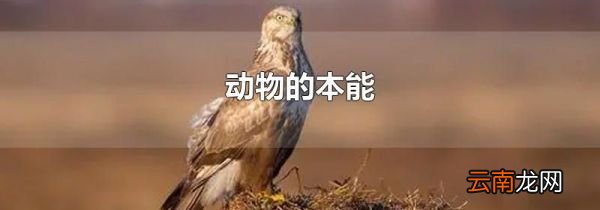 动物的本能
