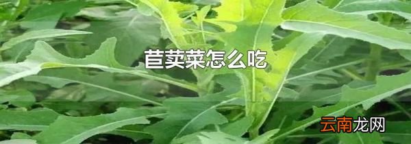 苣荬菜怎么吃