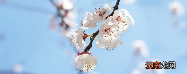 一棵小桃树写作手法 一棵小桃树的写作手法