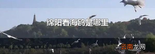 绵阳看海鸥是哪里