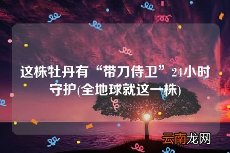 全地球就这一株 这株牡丹有“带刀侍卫”24小时守护
