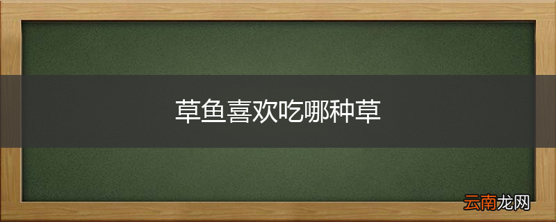 草鱼喜欢吃哪种草