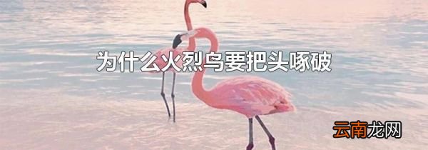 为什么火烈鸟要把头啄破