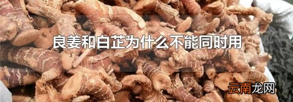 良姜和白芷为什么不能同时用